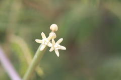 Sarcostemma viminale